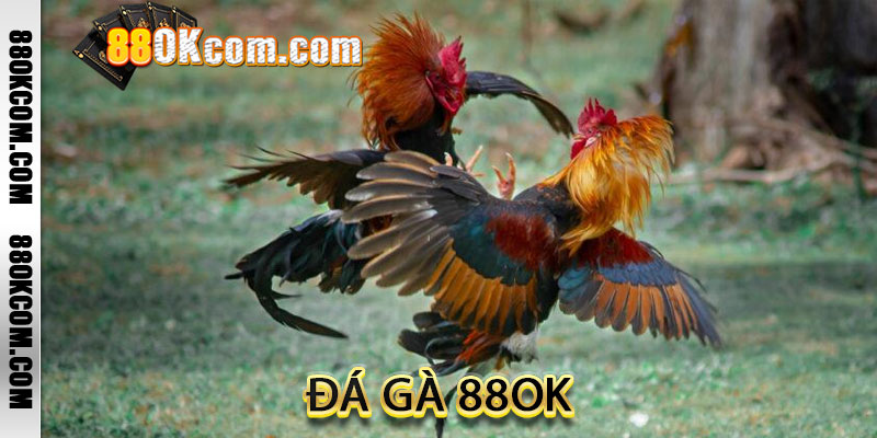 Đá Gà 88ok