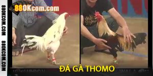 Đá Gà Thomo