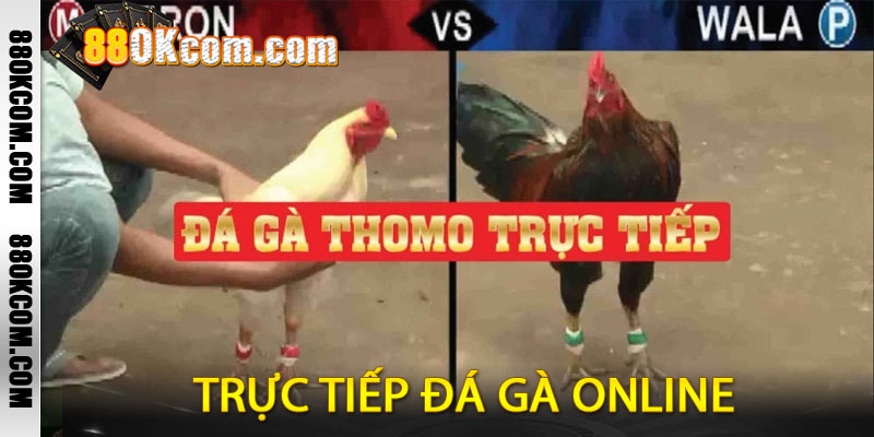 Trực tiếp đá gà online